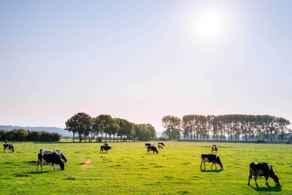 cows grazing in the sun