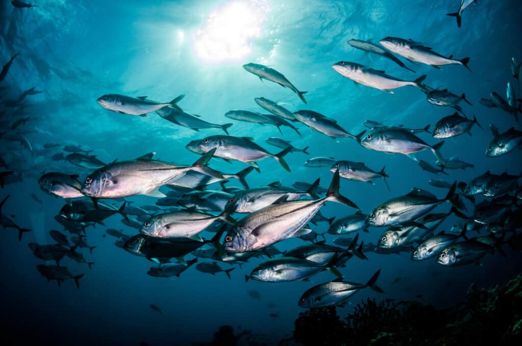 Huge school of silver fish swimming together