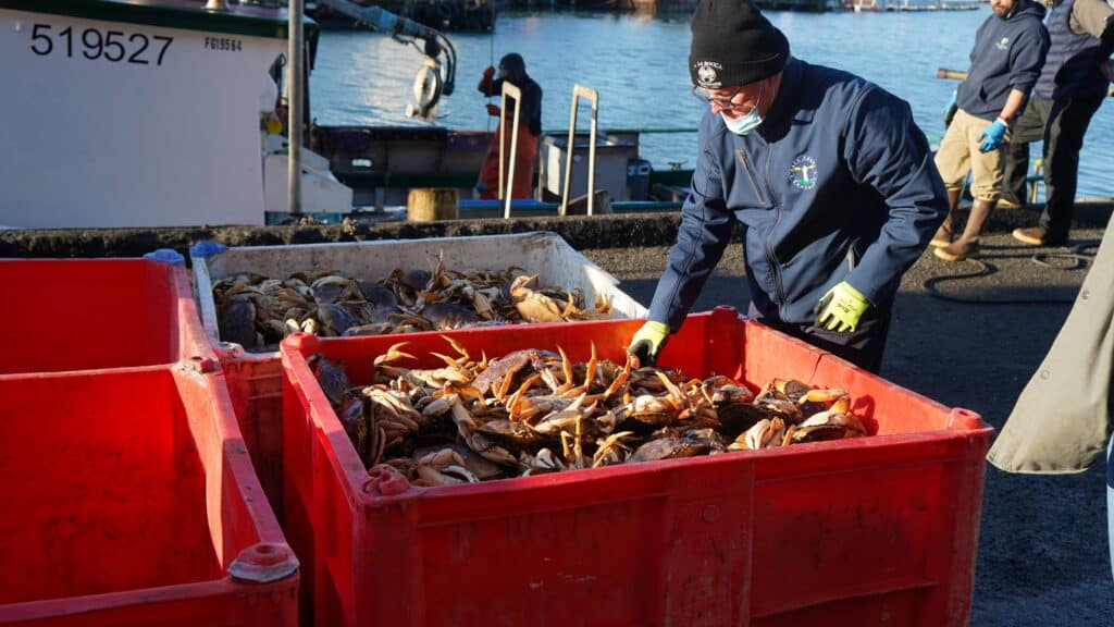 man reaching into a tote of dungeness crab