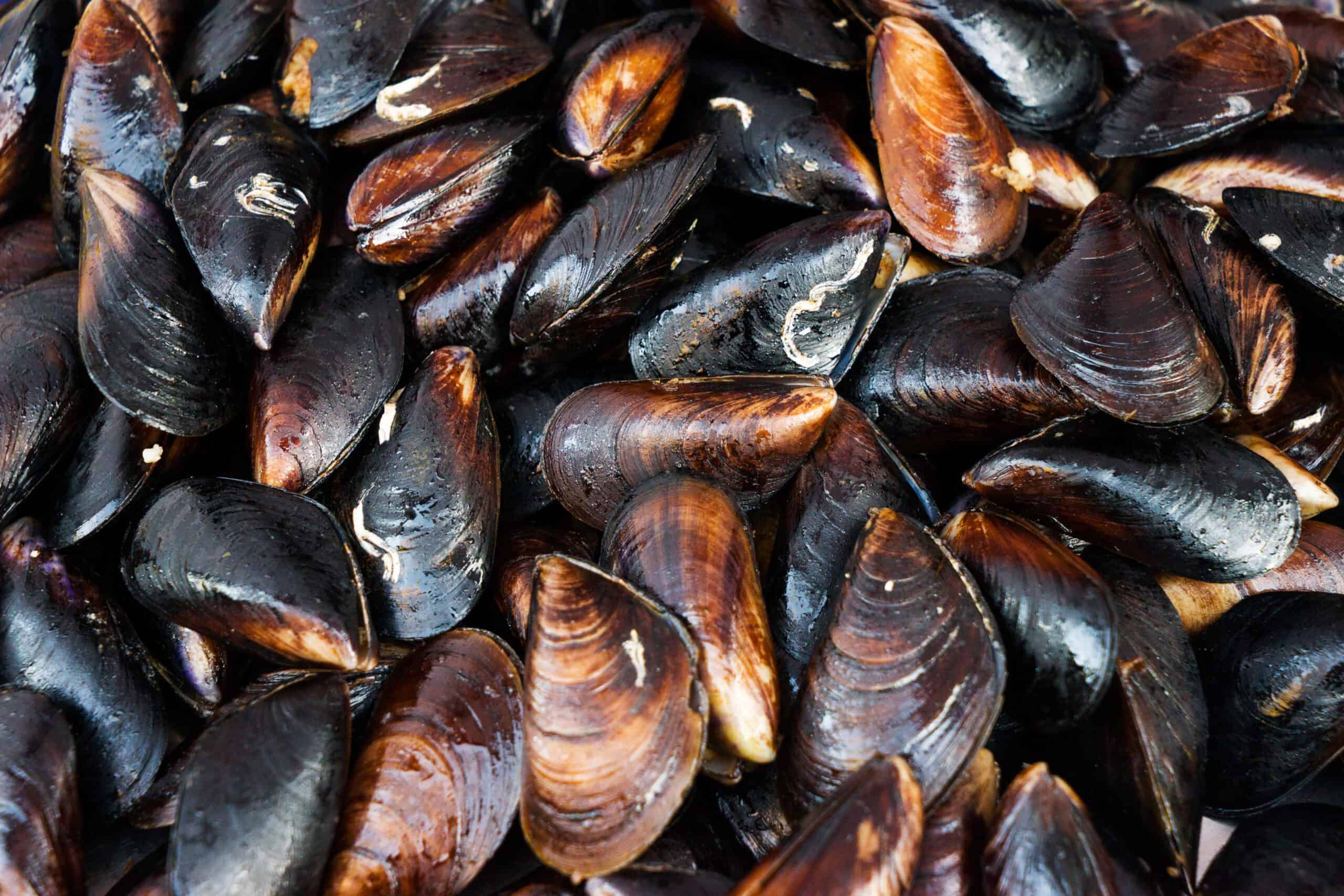 The Sustainability of Clams, Mussels, And Oyster Safe Coast Seafoods