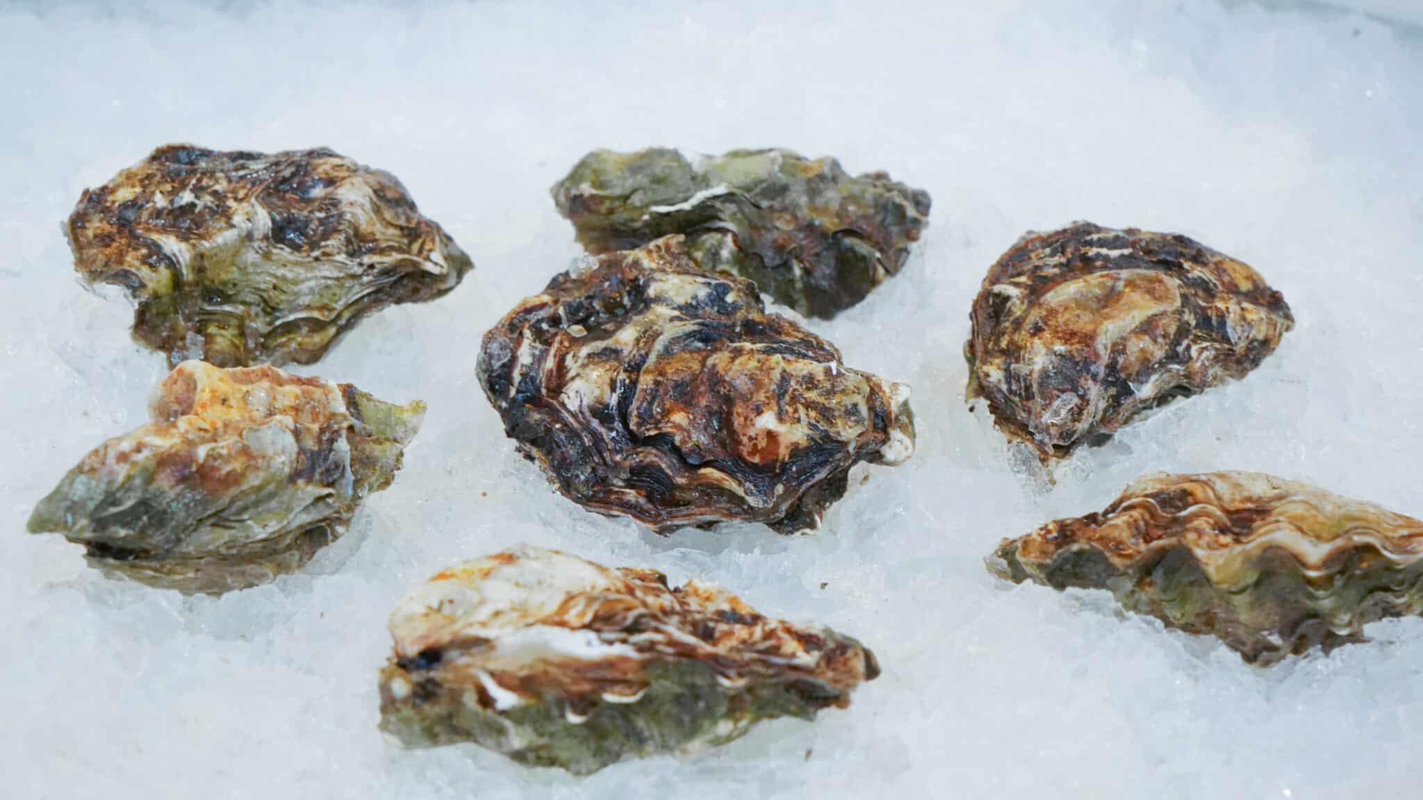 Washington Oysters Guide Safe Coast Seafoods